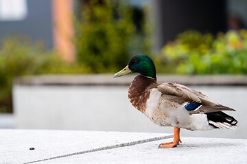 A duck is standing on a light gray stone tile in a city with a green flowerbed in the background