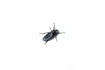 Close up of Bibio marci insect, a St Marks fly isolated on the white background