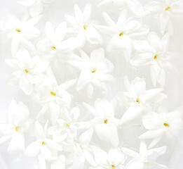 White mogra or arabian jasmine or Jasminum sambac flower Buds on background