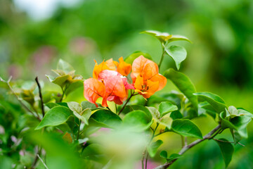 bougainvillea in the garden