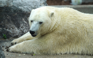 Obraz na płótnie Canvas Polar Bear (Ursus maritimus) In Toronto Zoo, Canada 