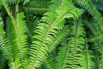Fern (Polypodiophyta) with green leaves texture background, plants in a garden