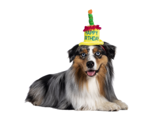 Gorgeous Australian Shepherd dog, laying down wearing happy birthday hat. Looking towards camera with light blue eyes. Isolated cutout on transparent background.