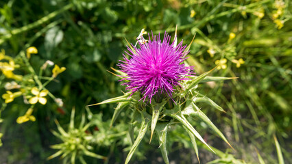 cheerful purple thistle among the country herbs