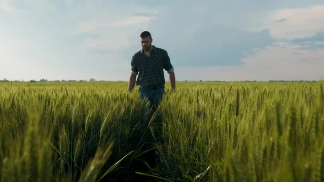 Young farmer walking in a green wheat field examining crop.
