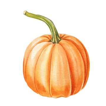 Autumn pumpkin on isolated white background, watercolor illustration hand drawn