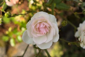 Blühende weiße Rose