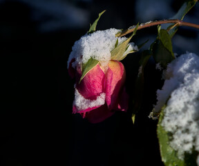 Verschneite rote Rose