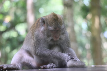 monkey in the wild macaque asia jungle park