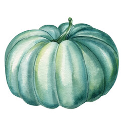 Autumn green pumpkin on isolated white background, watercolor illustration hand drawn