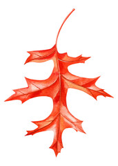 watercolor maple red leaf, beautiful colorful autumn leaf isolated on white background