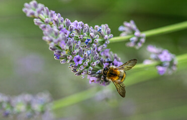 Biene