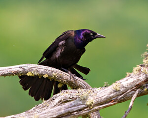 Common Grackle Photo and Image. Fan tail. Grackle close-up side view perched on a moss branch with a green background