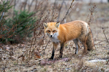 Red Fox Photo Stock. Fox Image. Close-up looking at camera in the spring season with blur forest background in its environment and habitat.  Picture. Portrait.