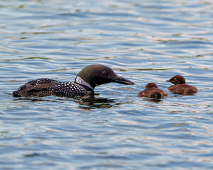 Common Loon and Baby Loon Photo and Image.  Loon with baby chick feeding them with a insect and swimming in their environment and habitat surrounding with blue water.