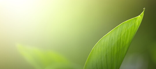 Panoramic nature green leaf in garden at summer. Natural green leaves plants using as spring...