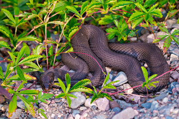 Snake Photo and Image.  Looking at camera and basking on rocks near water with a background of coloured foliage, in its environment in the summer season.