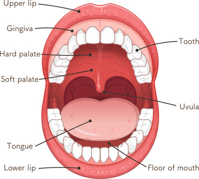 oral cavity、lips、tooth、tongue、illustration