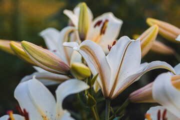white lilies macro photography in summer day. Beauty garden lily with white petals close up garden photography.