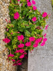 Pink flowers, Mirabilis jalapa growing between wall in summer garden