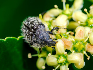 Escarabajo en el bosque