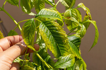 Plant showing potassium deficiency symptoms. Yellow and reddening dying leaves on older during...