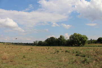 Obraz premium landscape with sky