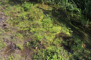 Obraz premium moss on the ground