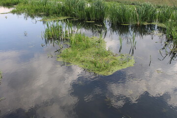 reflection of trees in water