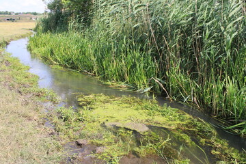 grass and water