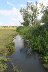 river in the forest