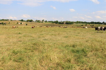 cows in the field