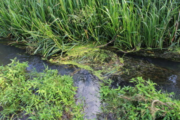 grass and water
