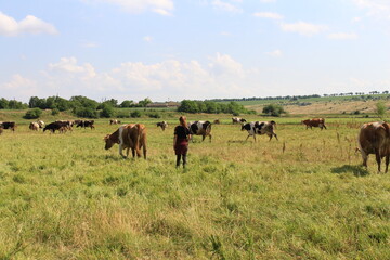 herd of cows