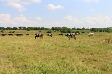 cows grazing in a field