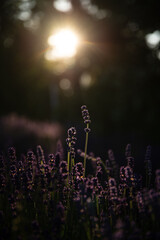 Lawenda o zachodzie © Patryk