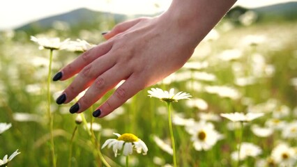 Female hand gently touching charming chamomile flower at beautiful sunny spring or summer day. Enjoying calm nature, holidays weekend adventure, leisure vacation concept. Slow motion.