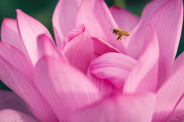 bee on pink lotus flower