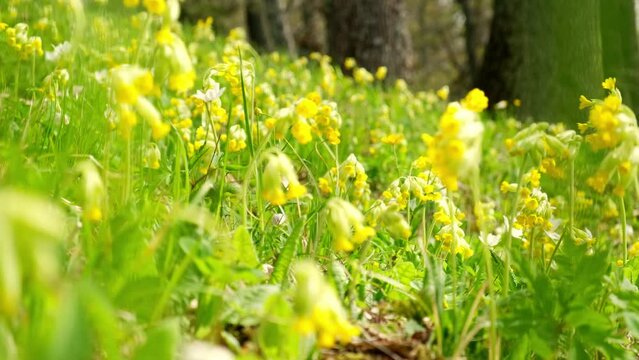 Primula veris or cowslip and common cowslip in bloom. Collected cowslip in a basket on a spring summer day. Yellow spring flower. Late spring meadow, inflorescence yellow endangered flower plant.