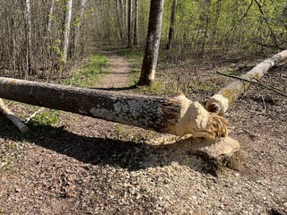 A two large tree trunks gnawed by beavers in the forest. A large tree trunk blocked the path in the forest.