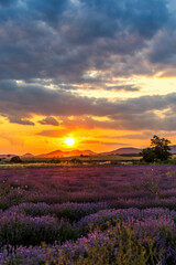 Beautiful scenery of lavender plantation on Evros Greece, cloudy sky on sunset colors