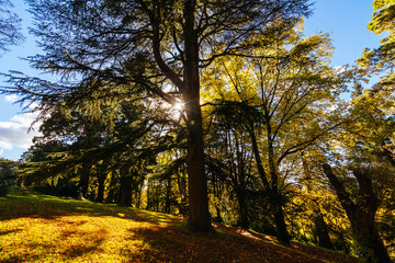 Wombat Hill Botanic Gardens in Daylesford Australia