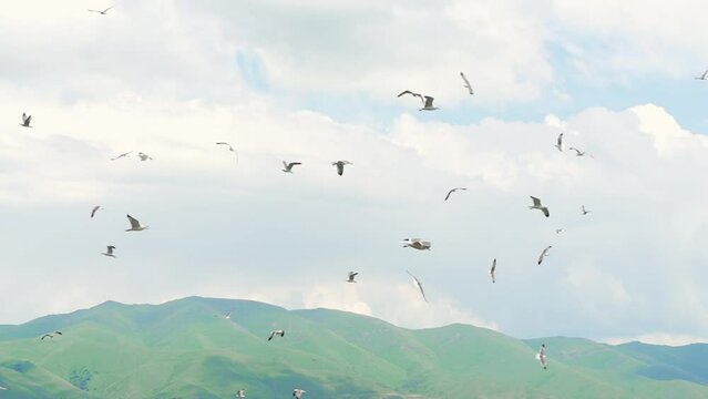 Flock of flying seagulls in sky. Many flocks of seagulls in flight, flying off coast of sea or ocean against backdrop of mountains in slow motion. Living flora and fauna of planet Earth.