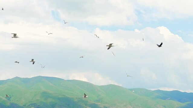 Flock of flying seagulls in sky. Many flocks of seagulls in flight, flying off coast of sea or ocean against backdrop of mountains in slow motion. Living flora and fauna of planet Earth.
