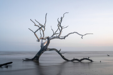 meditative seascape with dead tree and driftwood at sunrise