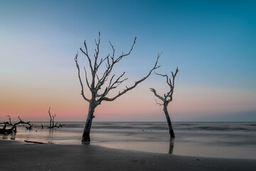 meditative seascape with dead tree and driftwood at sunrise