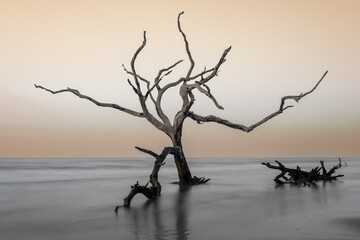 meditative seascape with dead tree and driftwood at sunrise