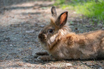 a fluffy red domestic rabbit lies on a path in the forest, against a background of grass. Walking a...