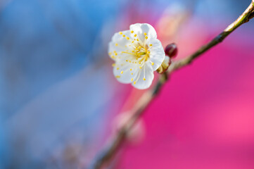 青と赤の背景の梅の花
