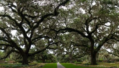 panorama landscape view of the Live Oak Allee in Brookgreen Gardens